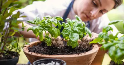 Basil and Mint: 1 Essential Task for Bushier Growth This Summer