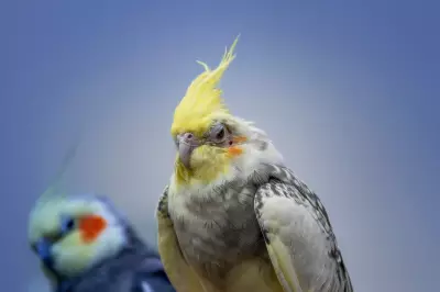 Bird Masturbation Is Natural and Not Caused by Captivity, Study Finds