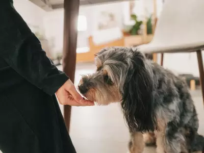 Blue Cross Warns Dog Owners: Dangerous Fruits and Veggies to Avoid