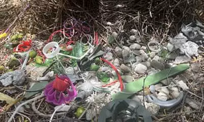 Bowerbirds Use Human Trash Like Handcuffs to Woo Mates, Study Finds