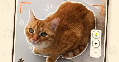 CatchCat Returns to Google Play After Viral Surge Overwhelms Servers