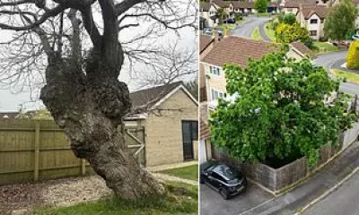 Century-Old Oak Saved from Felling Despite Home Damage