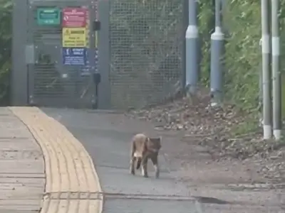 Commuter Spots 'Beast of Essex' Big Cat on Station Platform