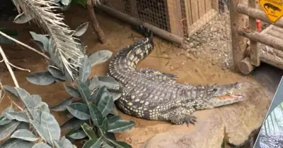 Crocodile Attack on 3-Year-Old Boy at Cambridgeshire Zoo: Man Deemed Unfit for Interview