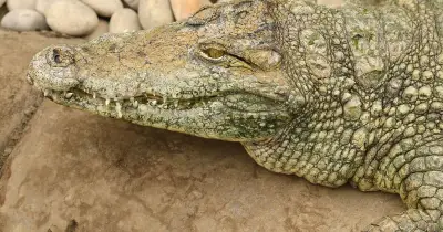 Crocodile Enclosure Reopens After Attack on Boy, 3