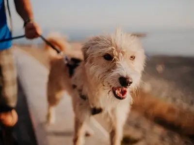 Dog Walking Danger: Heatstroke Risk Starts at 20C, Experts Warn