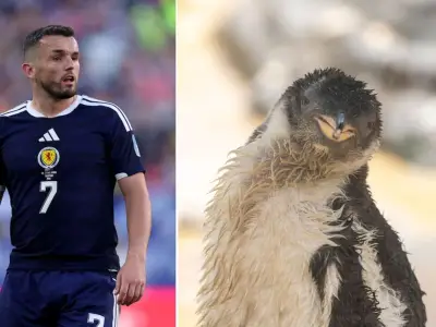 Edinburgh Zoo Names Penguin Chick After Scotland Hero John McGinn