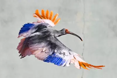Eight Crested Ibises Released in Japan Decades After Extinction