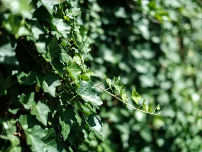 English Ivy Vanishes in 5 Days Using This Natural Household Item