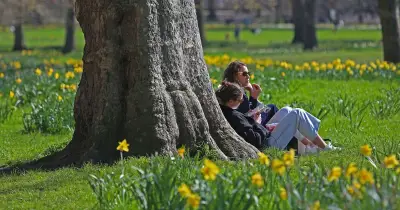 Extreme 36C Heat Puts UK Trees at Risk of Disease and Death