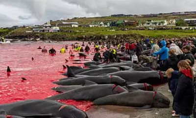 Faroe Islands' Annual Pilot Whale Slaughter Stirs Outrage