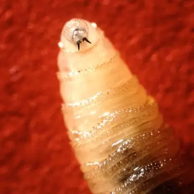 Flesh-Eating New World Screwworm Spreads to Second US State