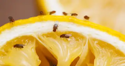 Fruit Flies Repelled by Common Wine Cork in Fruit Bowl, Not Vinegar