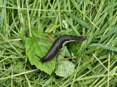 Gardeners Urged to Use Natural Slug Deterrents This Summer