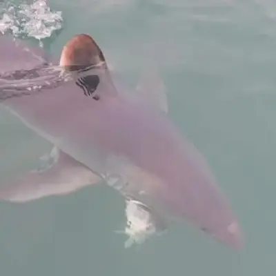 Giant 10ft Porbeagle Shark Steals Catch and Bites It in Half Off Dorset Coast