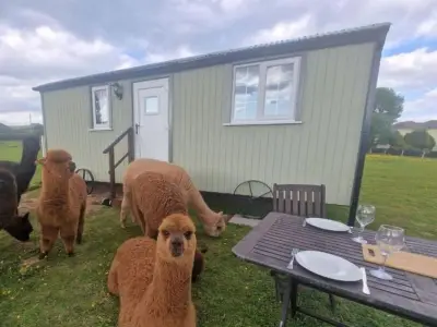 Glamping Site Rejected Over Noise Concerns from Alpaca Field