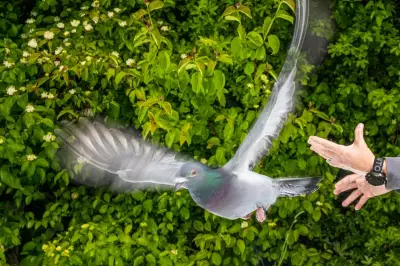 Homing Pigeons Navigate Using Iron-Rich Immune Cells in Liver, Study Finds