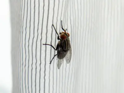 Keep Flies Away with Lemon and Cloves: Natural Home Remedy
