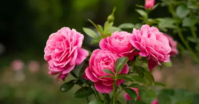 Key Step Gardeners Miss When Deadheading Roses for More Blooms