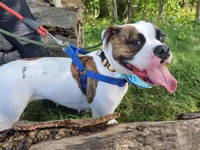 Loving Dog River Seeks Forever Home After 340 Days at SPCA