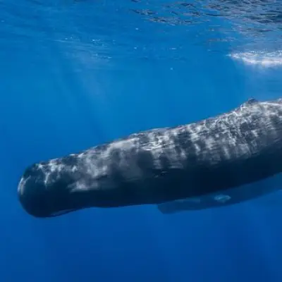 Massive Whale Graveyard Found in Indian Ocean With 5 Million-Year-Old Skeletons