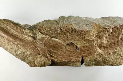 Metre-Long Scorpions Once Roamed Ancient England and Wales