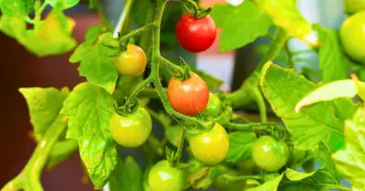 Monty Don's 5-Minute July Task for Bigger Tomato Fruit