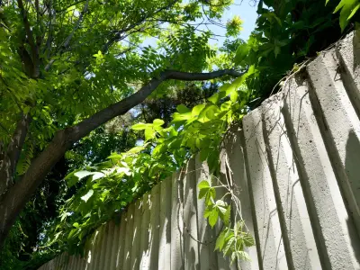 Neighbour Tree Disputes: Expert Explains Your Legal Rights
