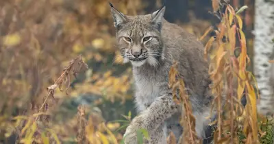 New Big Cat Sightings Reported Across UK Countryside, Records Reveal