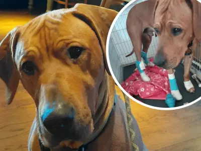Northumberland man's relief as Metro workers reunite him with missing dog