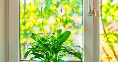Peace Lilies: Crucial June Task for Bigger Flowers Revealed by Expert