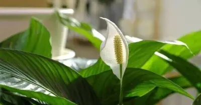 Peace Lilies Flower Year-Round With One Simple Care Tip
