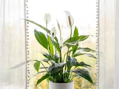 Peace Lily Blooming Tip: 10-Second Move in June Boosts Flowers