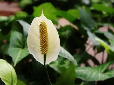 Peace Lily Blooming Tip: One Task for Year-Round Flowers