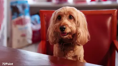 Pet Owners Skip Abroad Holidays Due to Lack of Pet-Friendly Options