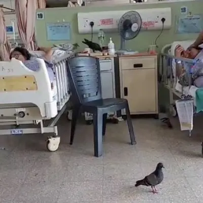Pigeons and Crows Invade Malaysian Hospital, Eat Patients' Food