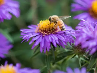 Plant Lavender in July to Attract Bees to Your Garden, Says RHS Expert