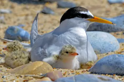 Protecting Shorebirds on Lindisfarne: Terns and Plovers Thrive