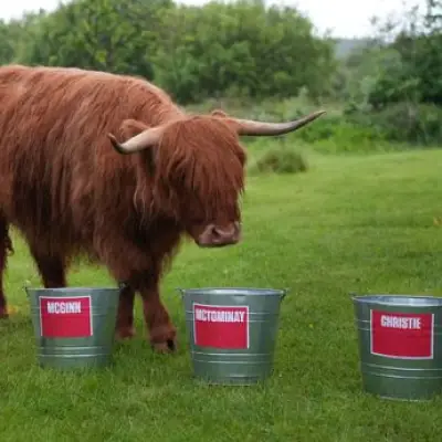 Psychic Highland Cow Nostrada-moo Predicts Scotland World Cup Run