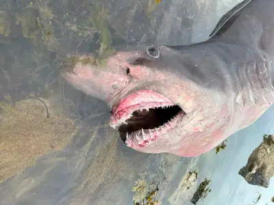 Rare 600kg Smalltooth Sand Tiger Shark Washes Up Alive on UK Beach
