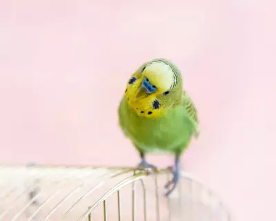 Readers Share Tales of Self-Pleasuring Pets After Bird Study