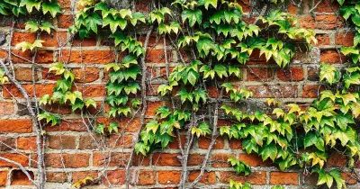 Remove Ivy Naturally in 5 Days with White Vinegar, Say Experts