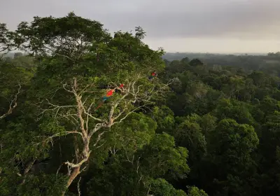 Rethinking Ecosystem Failure: Why Forests Don't 'Break Down' Like Machines