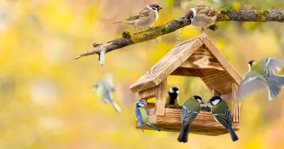 RSPB Advises Two High-Protein Foods for Garden Birds in Nesting Season