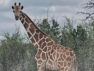 Runaway Giraffe Gracie Found Safe in Texas After Two-Week Search