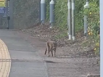 Terrified commuter spots 'Beast of Essex' prowling train platform at dawn