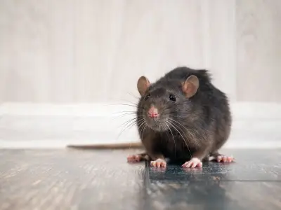 Three Herbs That Repel Rats From Your Home All Summer