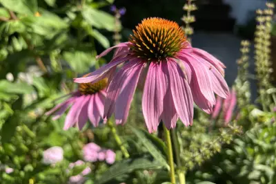 Top Heat-Tolerant Flowers for Thriving Summer Gardens