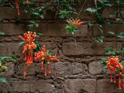 Trumpet Vine: Fastest Growing Climber for Garden Privacy and Colour