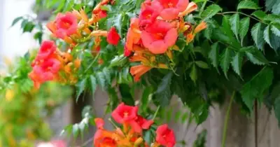 Trumpet Vine: Fastest Growing Plant for Ultimate Garden Privacy